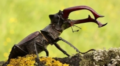 Beetle deer